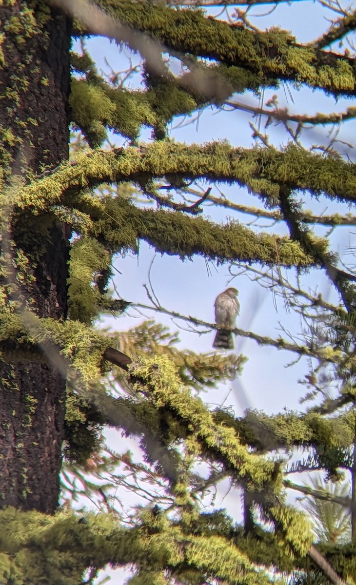 Sharp-shinned Hawk - ML647250623