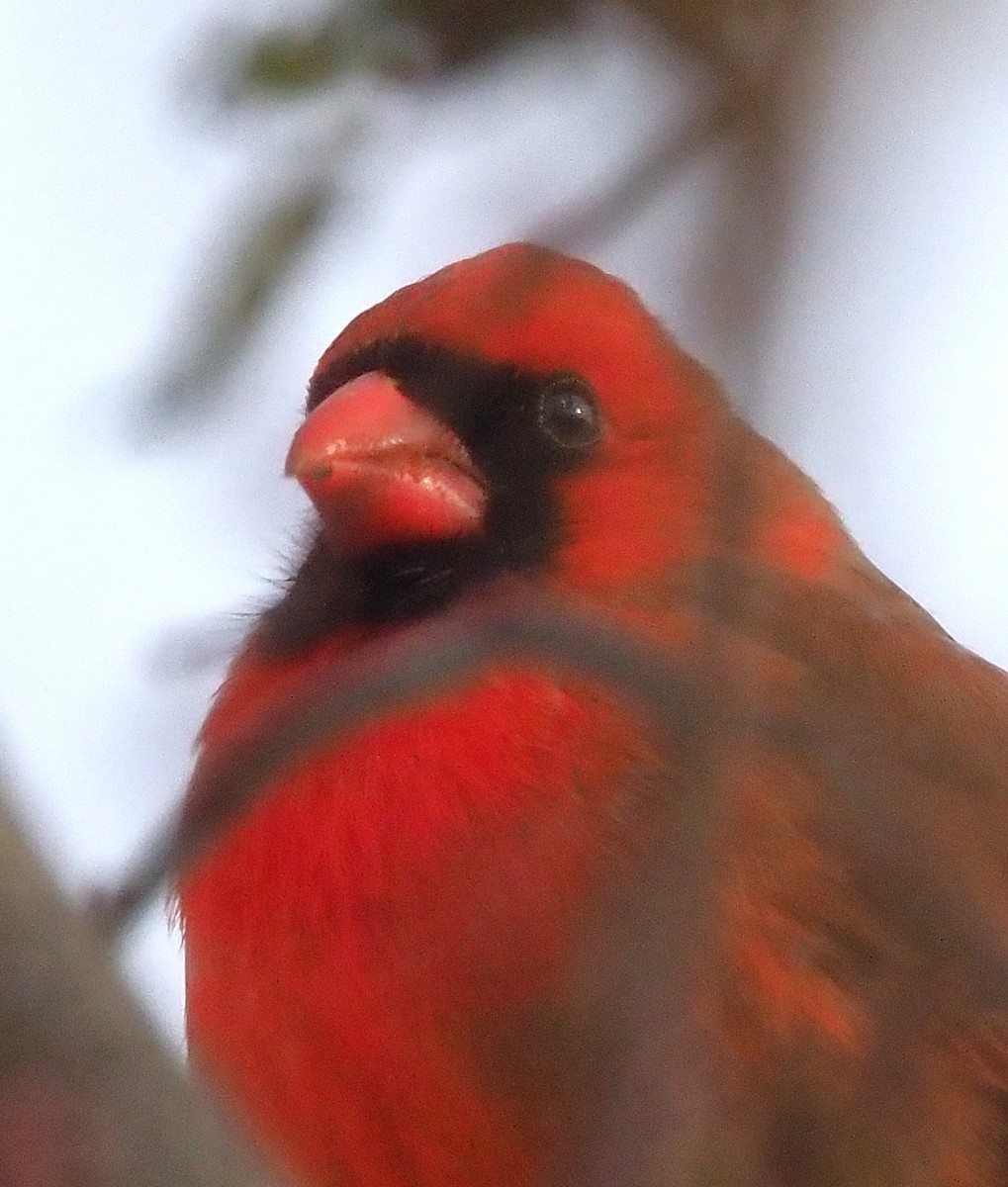 Northern Cardinal - ML647250624