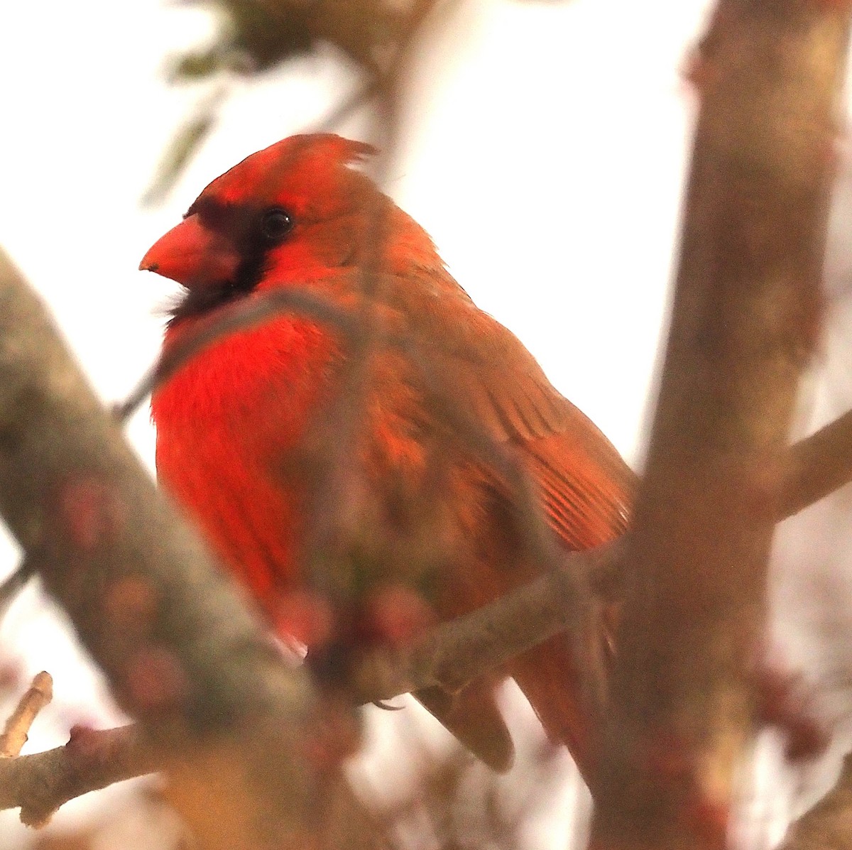 Northern Cardinal - ML647250625