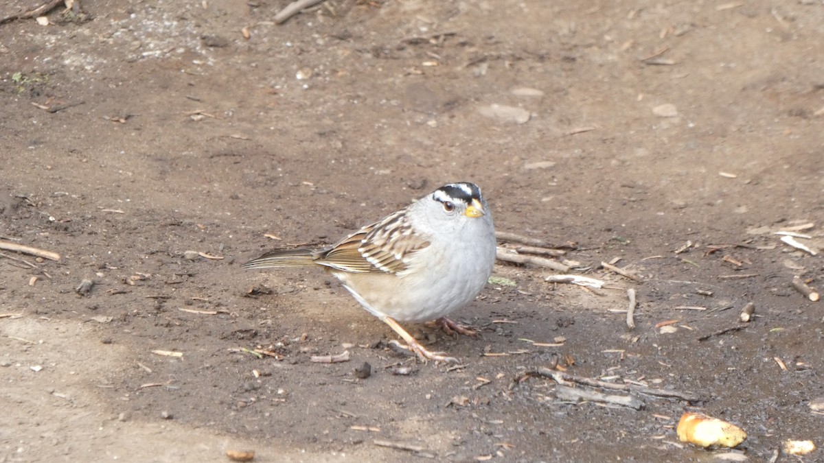 White-crowned Sparrow - ML647250626