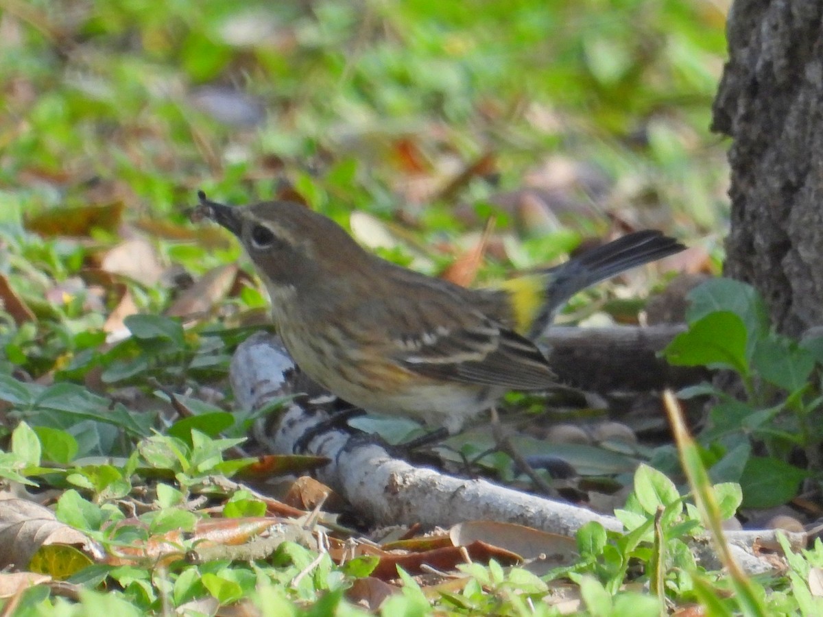 Yellow-rumped Warbler - ML647250629