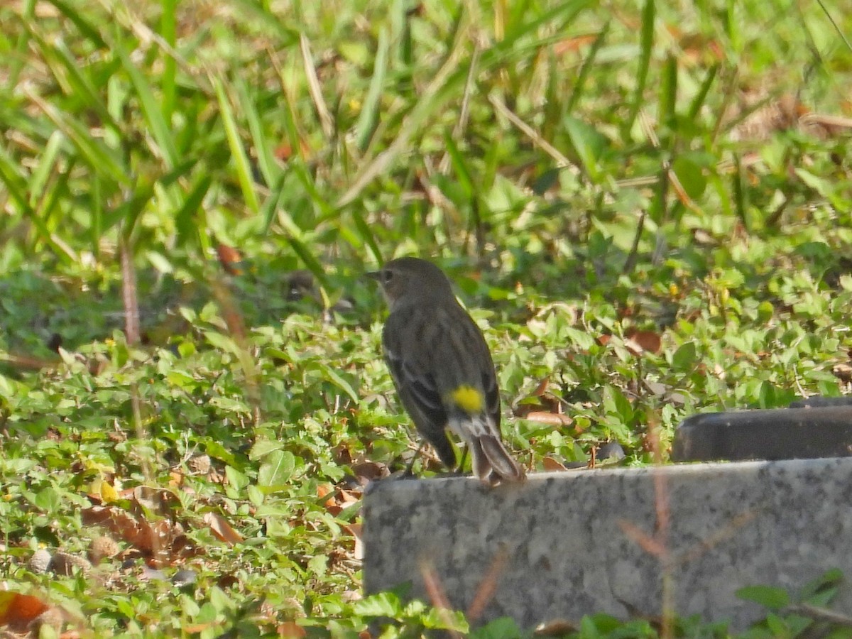 Yellow-rumped Warbler - ML647250631