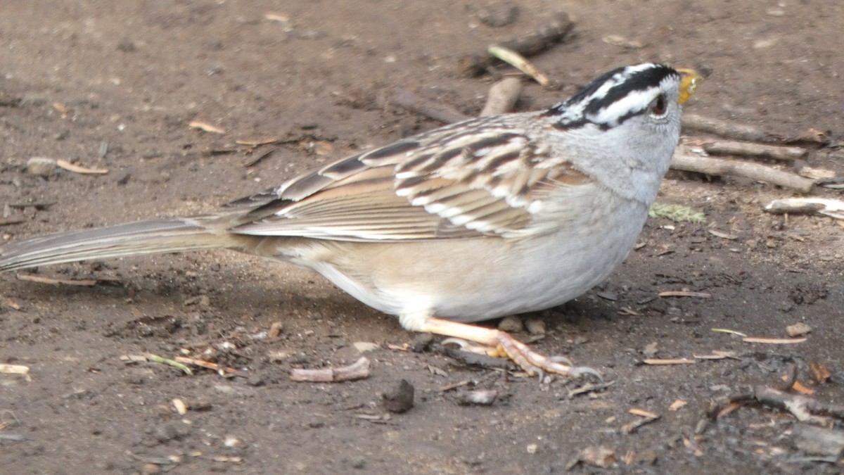 White-crowned Sparrow - ML647250633