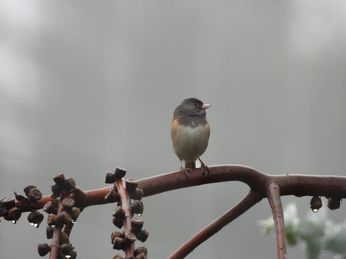 Dark-eyed Junco - ML647250634