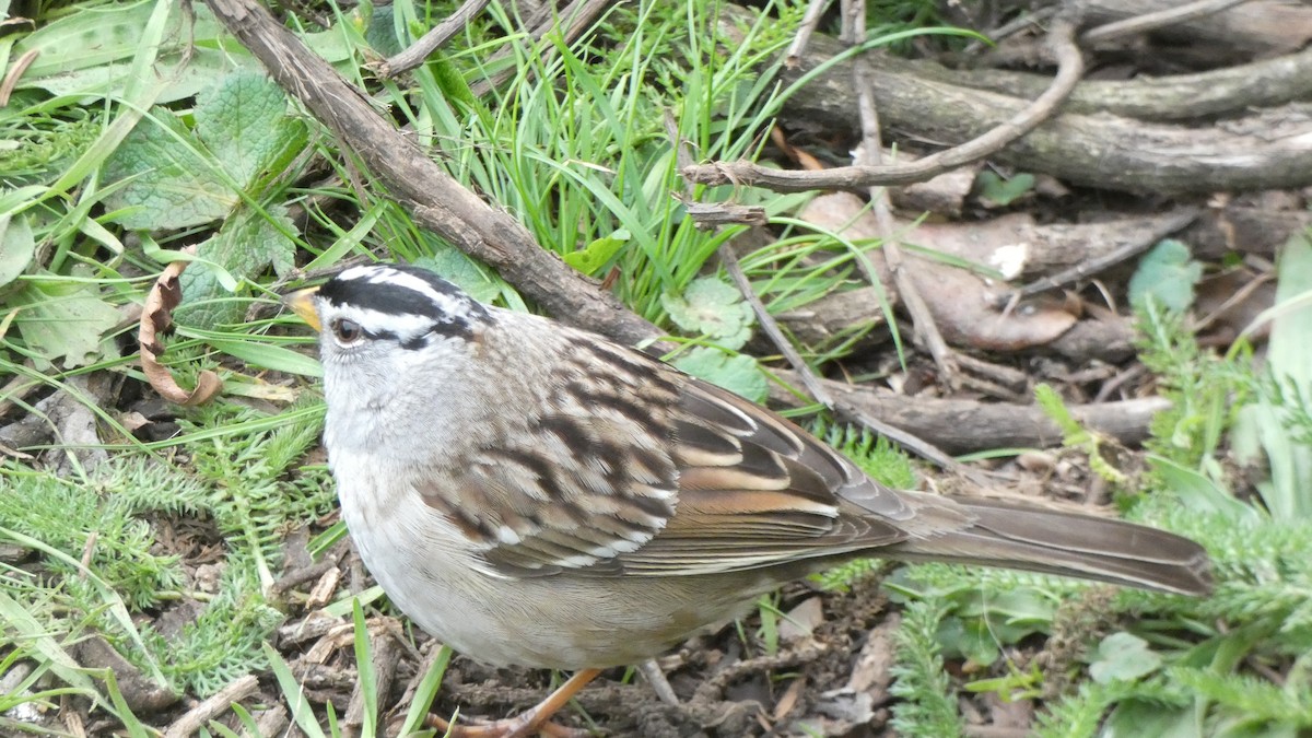 strnadec bělopásý - ML647250638