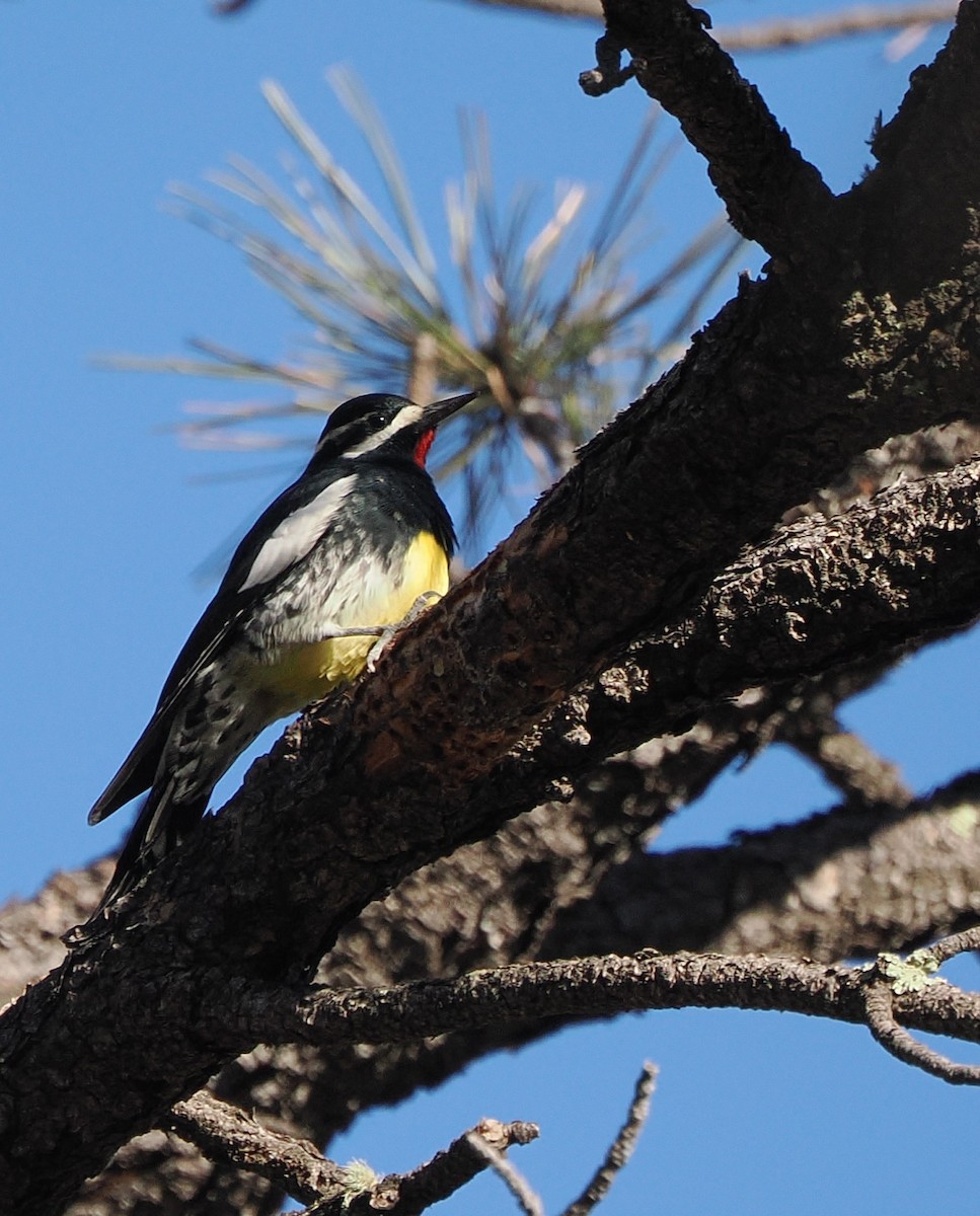 Williamson's Sapsucker - ML647250657