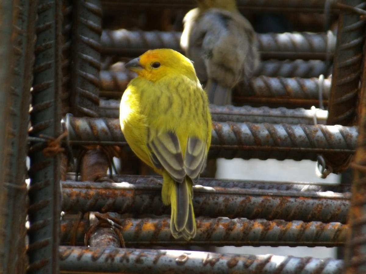 Saffron Finch (Saffron) - ML647250659