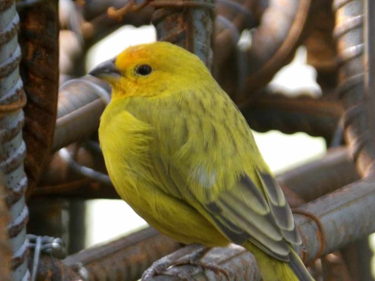 Saffron Finch (Saffron) - ML647250660