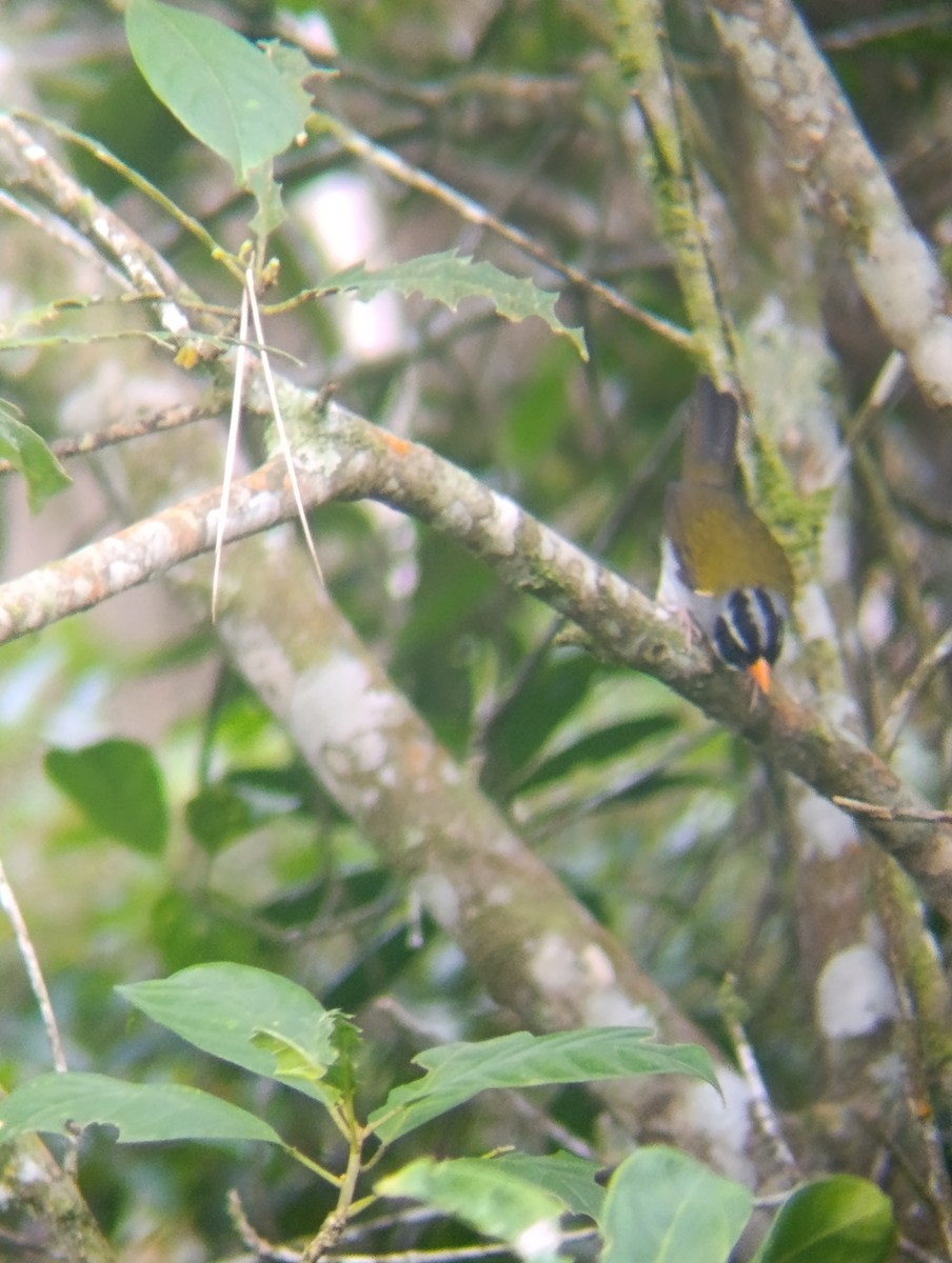 アカハシシズカシトド - ML647250666