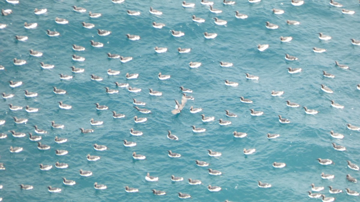 alkoun úzkozobý - ML647250668