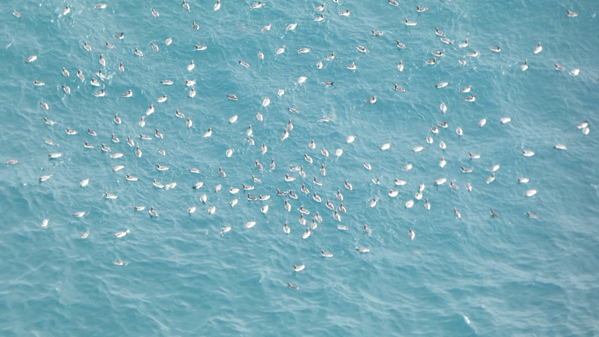 alkoun úzkozobý - ML647250672