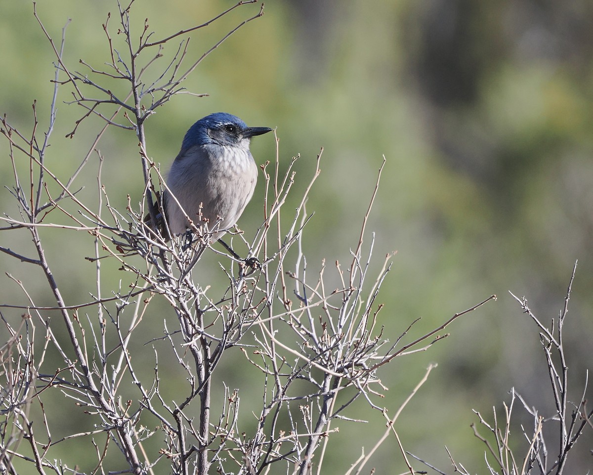 Woodhouse's Scrub-Jay - ML647250675