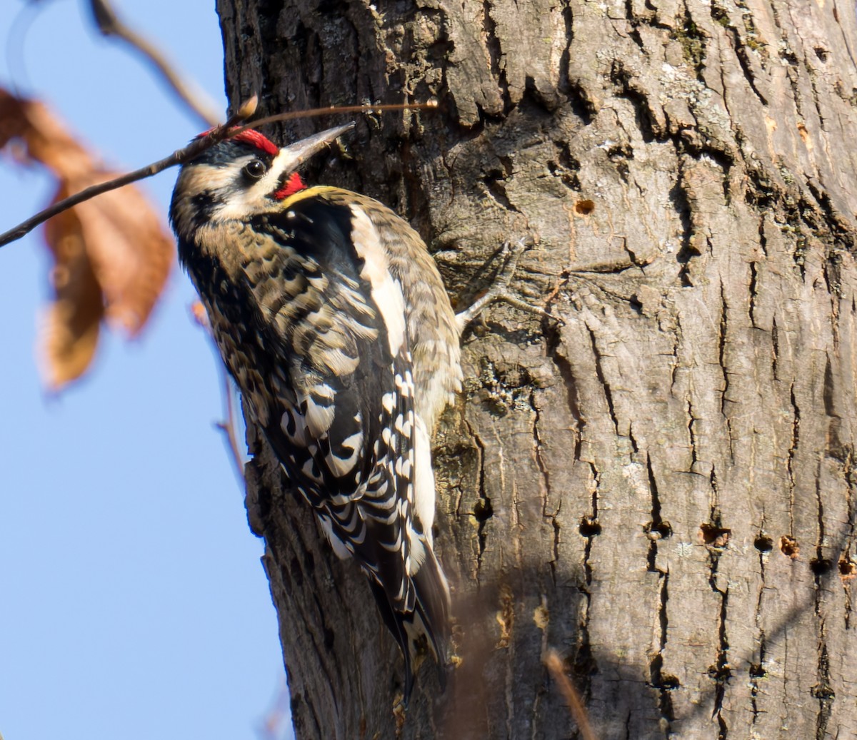 Yellow-bellied Sapsucker - ML647250684