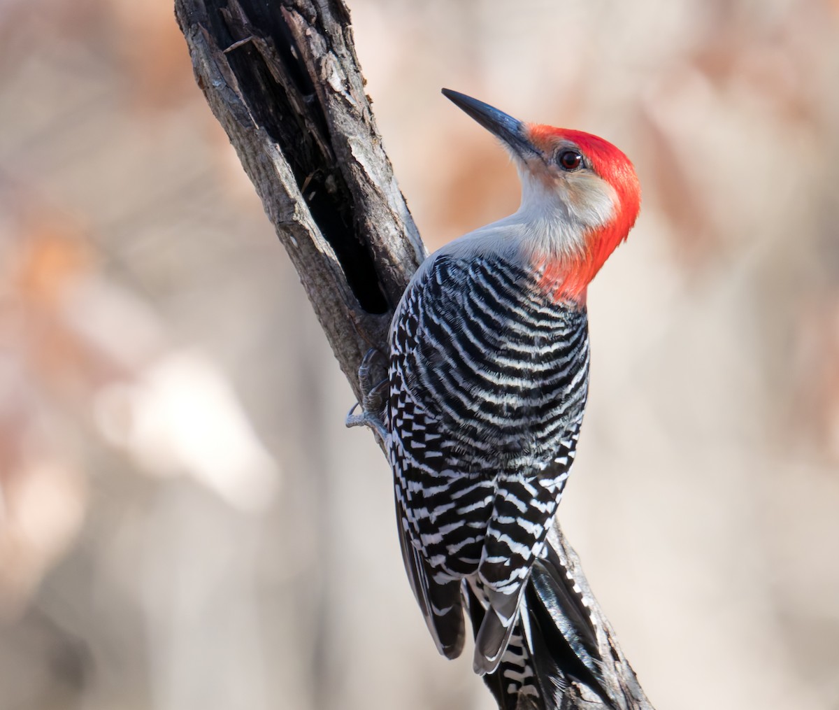 Red-bellied Woodpecker - ML647250689