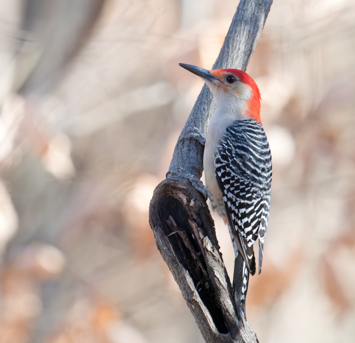 Red-bellied Woodpecker - ML647250691