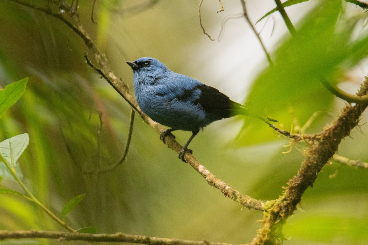 Blue-and-black Tanager (Blue-and-black) - ML647250698