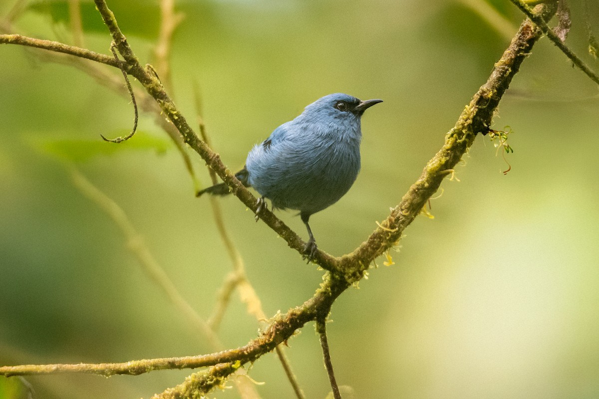 Blue-and-black Tanager (Blue-and-black) - ML647250699