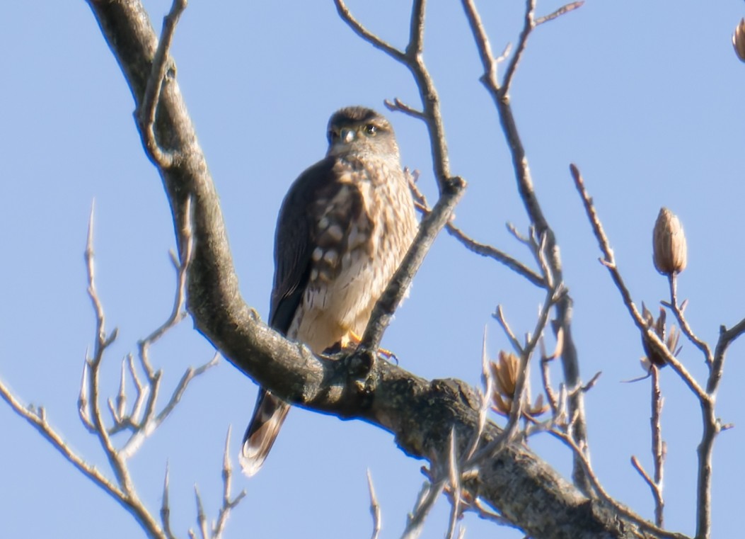 Merlin - ML647250701