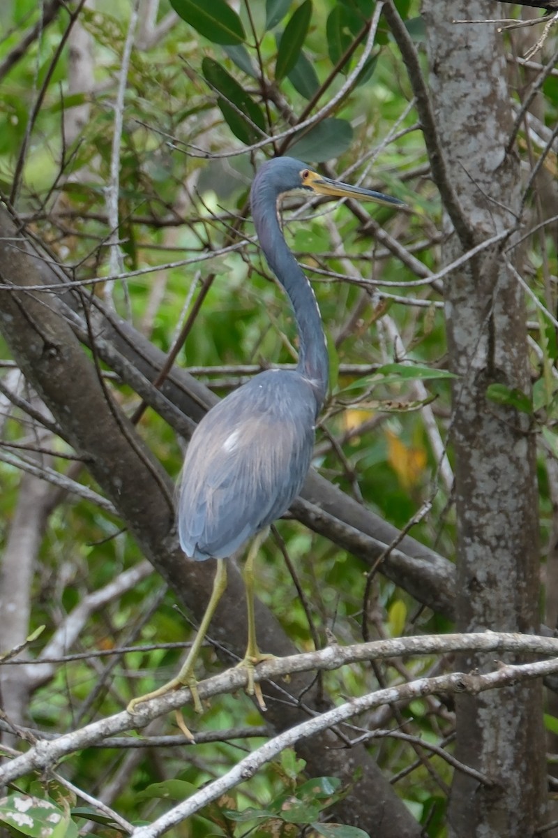 Tricolored Heron - ML647250706