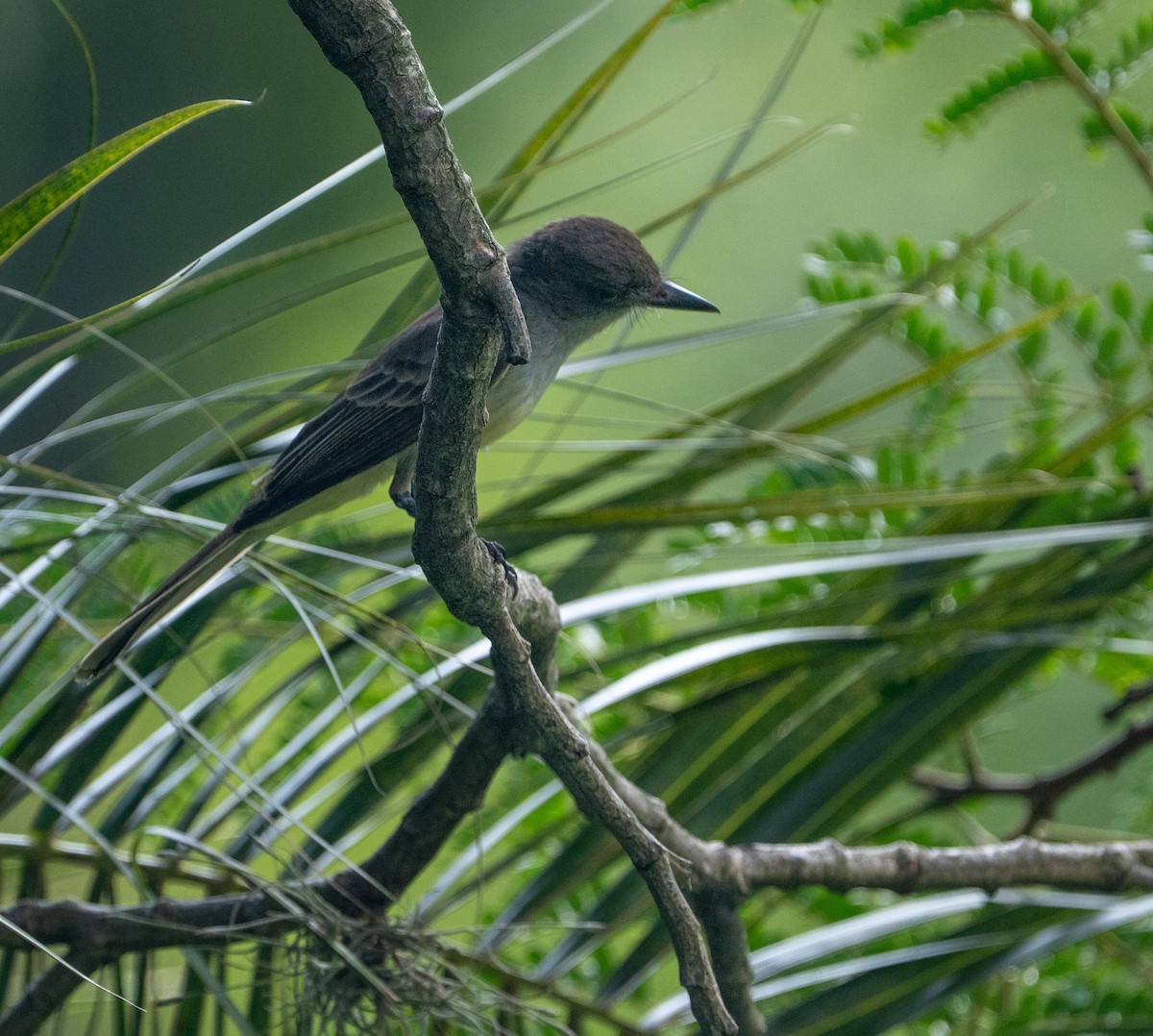 Swainsonschopftyrann - ML647250708