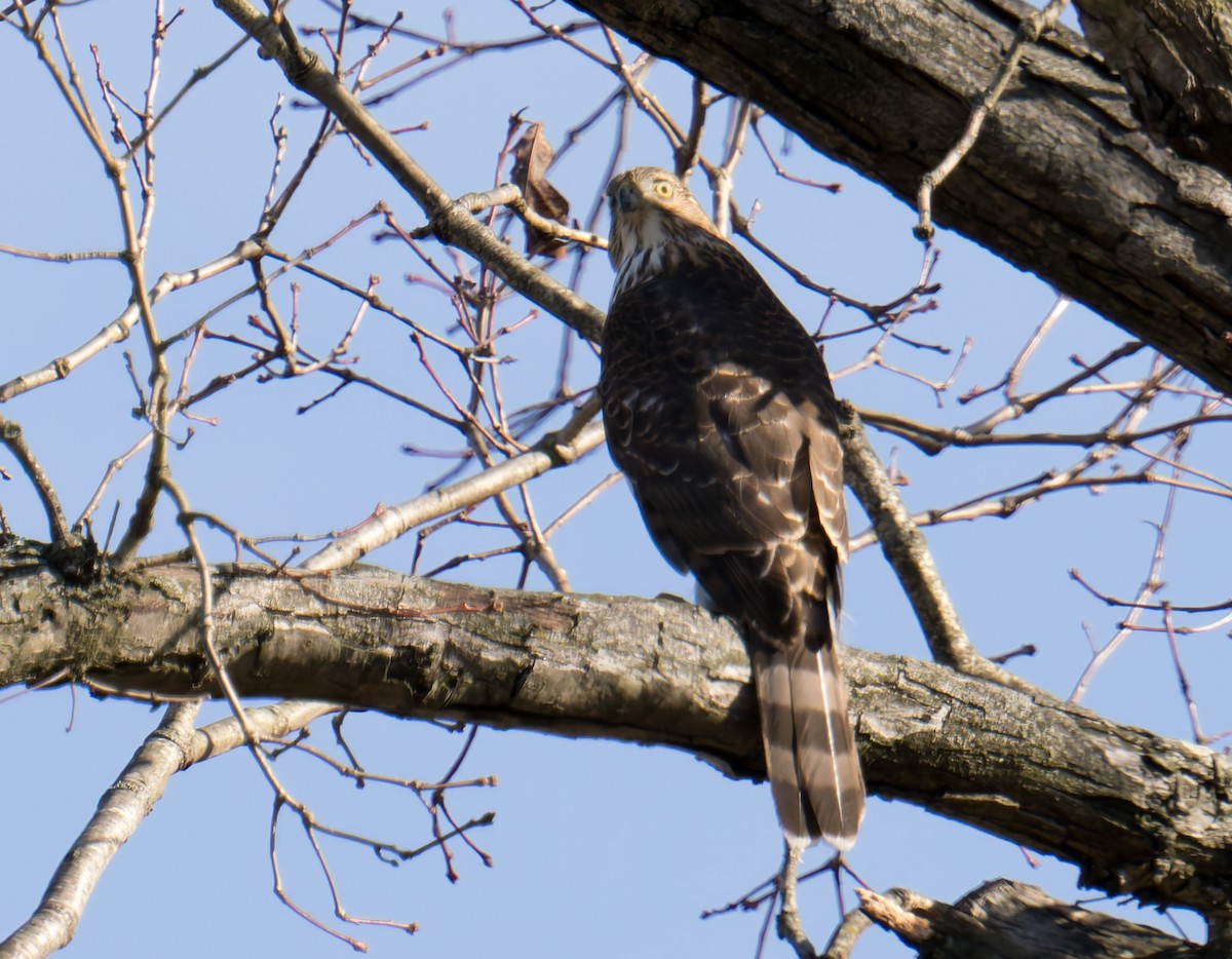 Rundschwanzhabicht - ML647250714