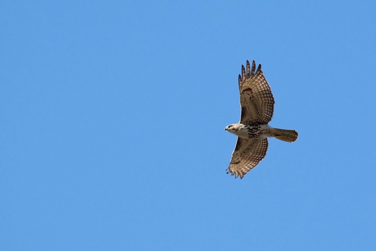 Rotschwanzbussard - ML647250716