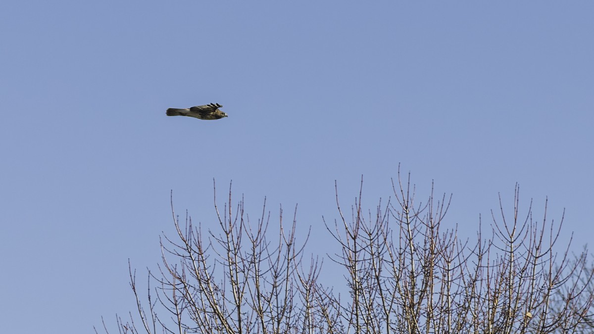 Rotschwanzbussard - ML647250718