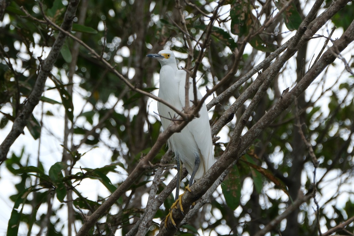 Schmuckreiher - ML647250719