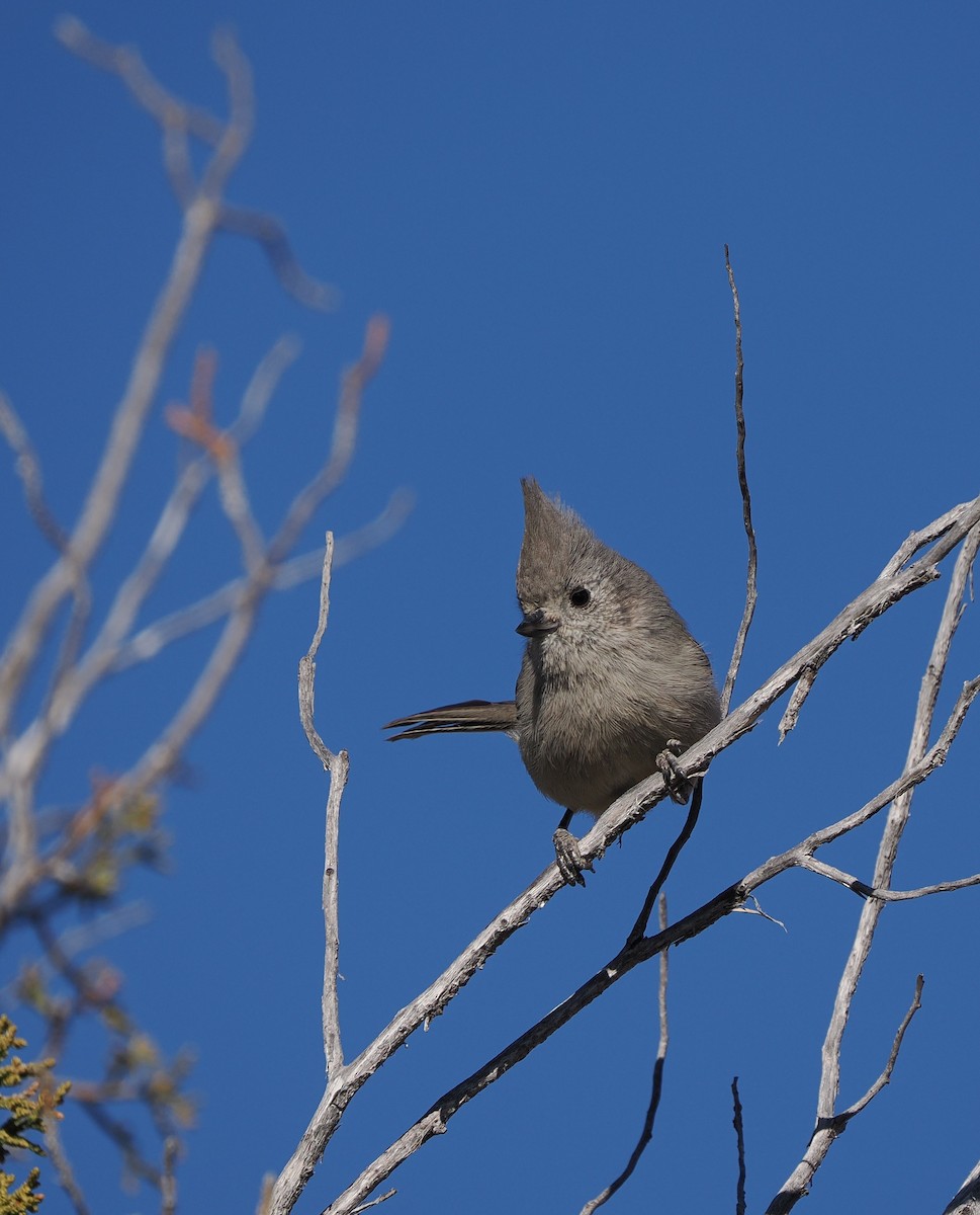 Wacholdermeise - ML647250720