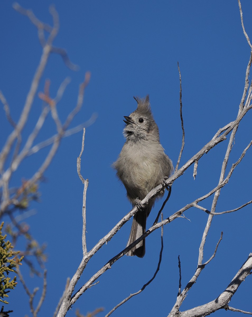 Wacholdermeise - ML647250721