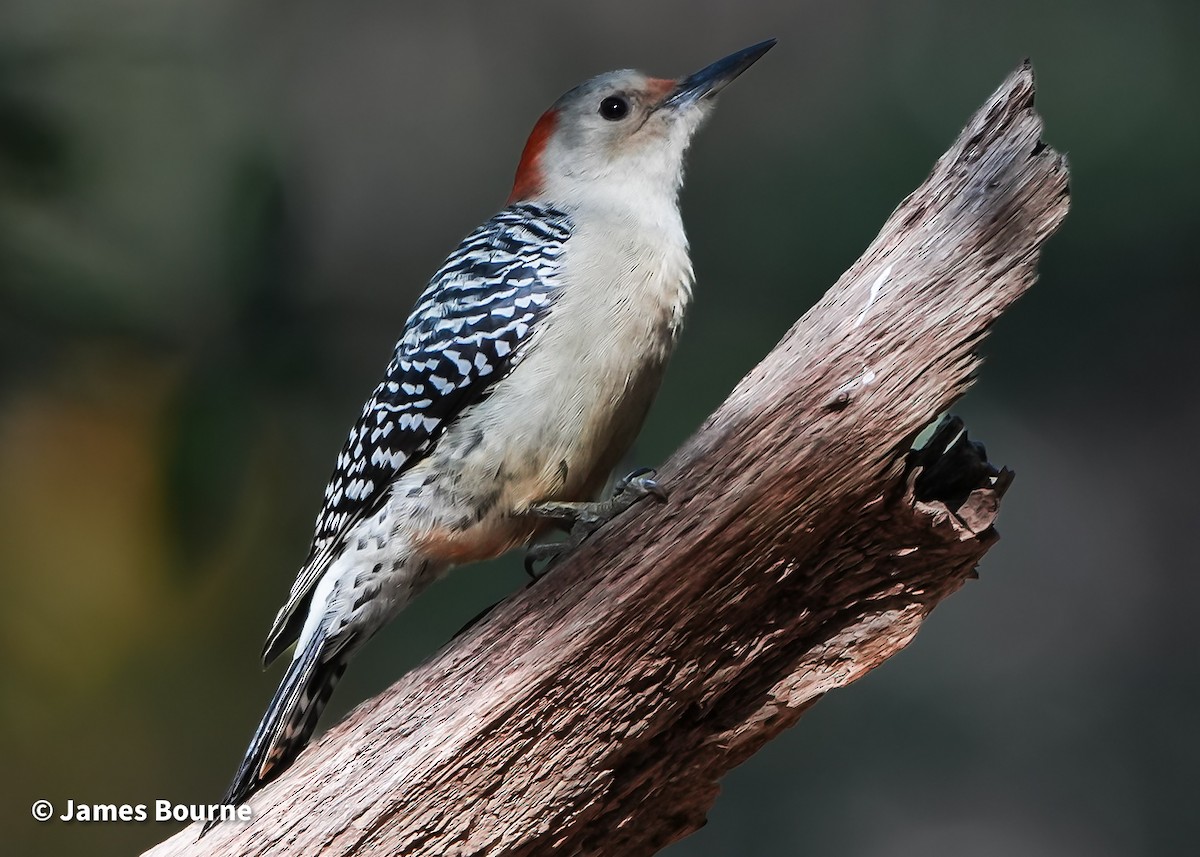 Carolinaspecht - ML647250722