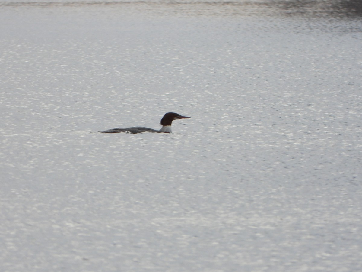 Gänsesäger - ML647250723