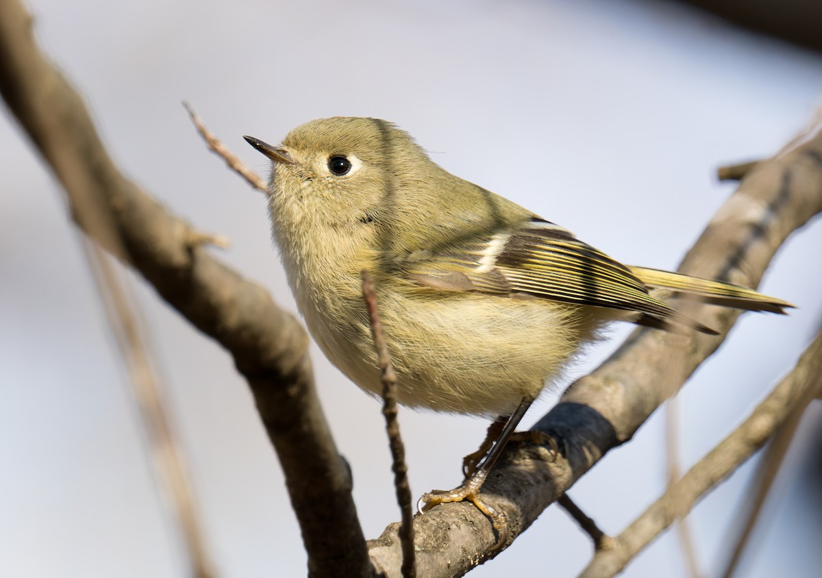 Rubingoldhähnchen - ML647250724