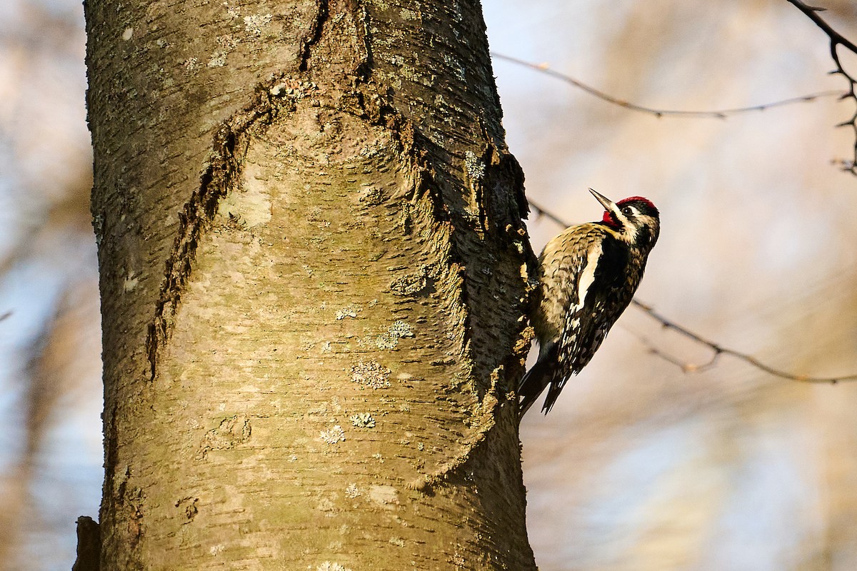 Gelbbauch-Saftlecker - ML647250725