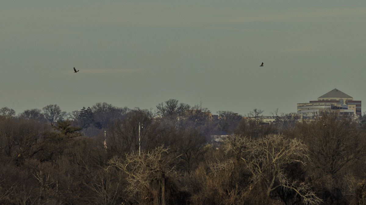 Weißkopf-Seeadler - ML647250728