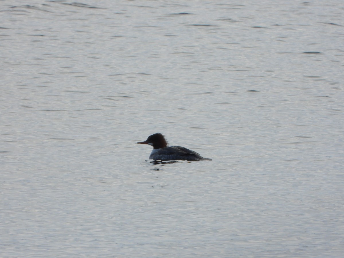 Gänsesäger - ML647250729