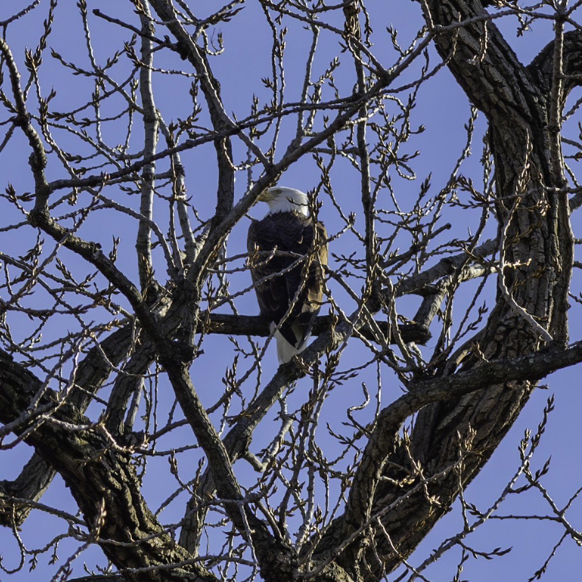 Weißkopf-Seeadler - ML647250730