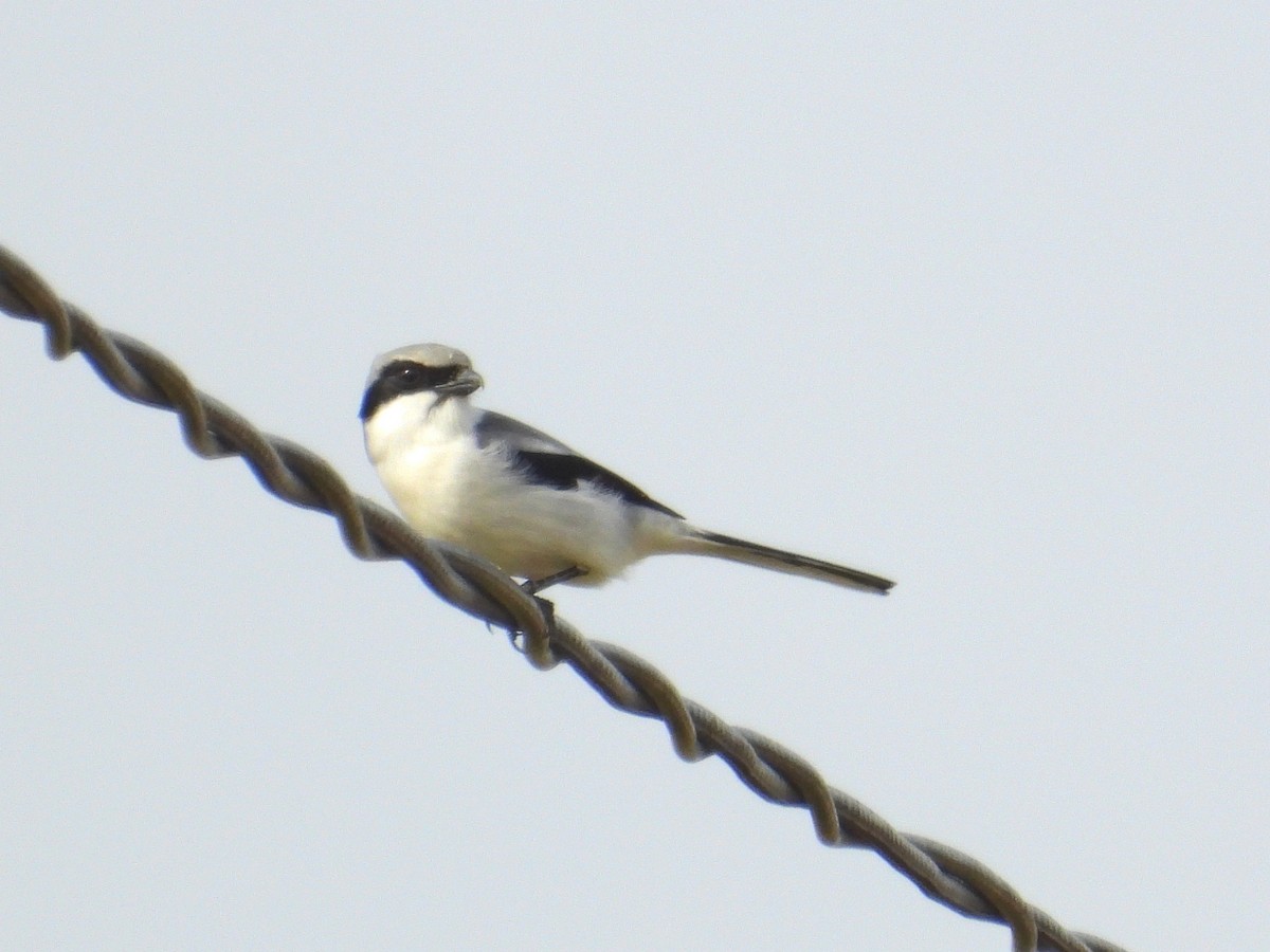 Louisianawürger - ML647250731