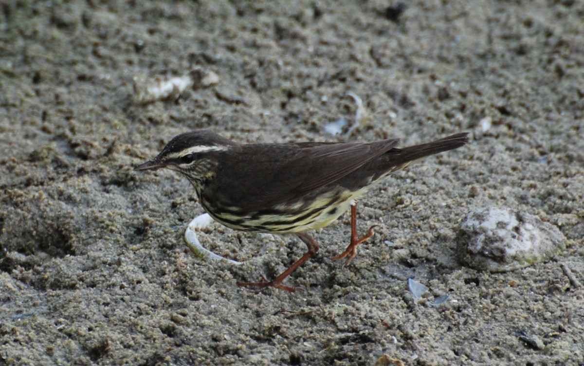 Drosselwaldsänger - ML647250735