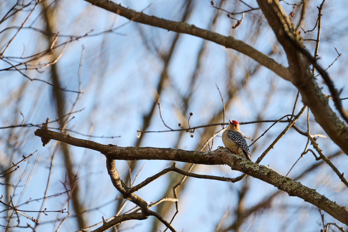 Carolinaspecht - ML647250736