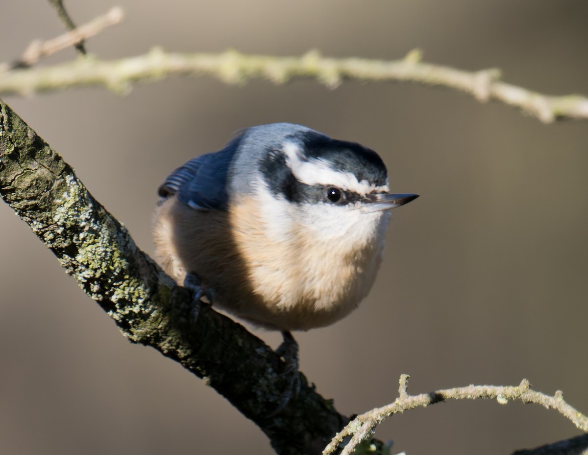 Rotbrustkleiber - ML647250737