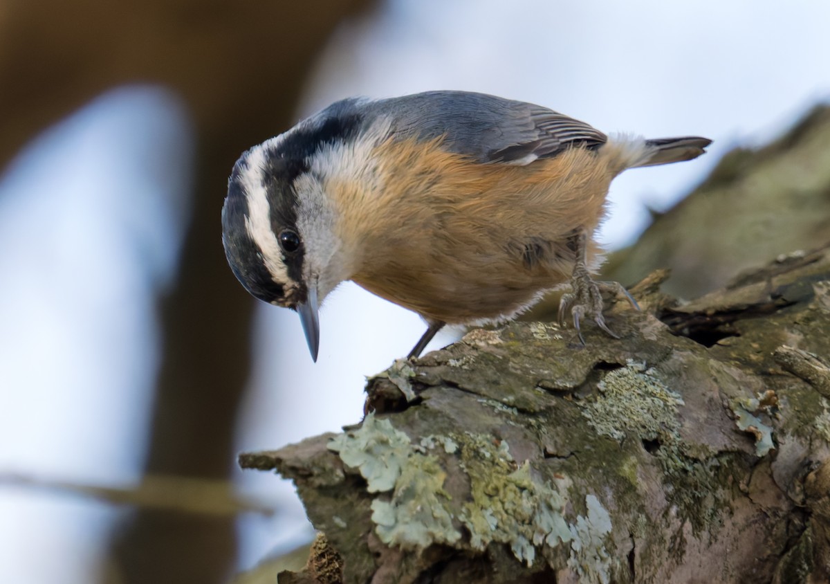 Rotbrustkleiber - ML647250738