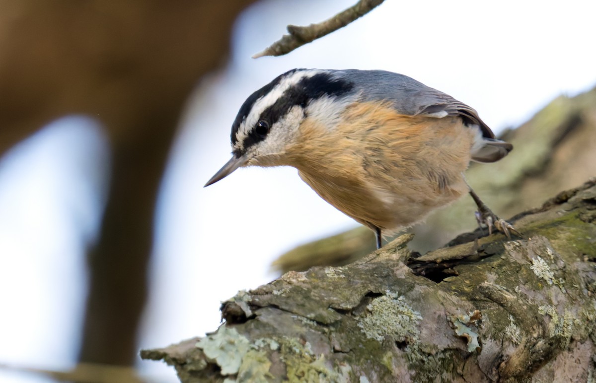 Rotbrustkleiber - ML647250739