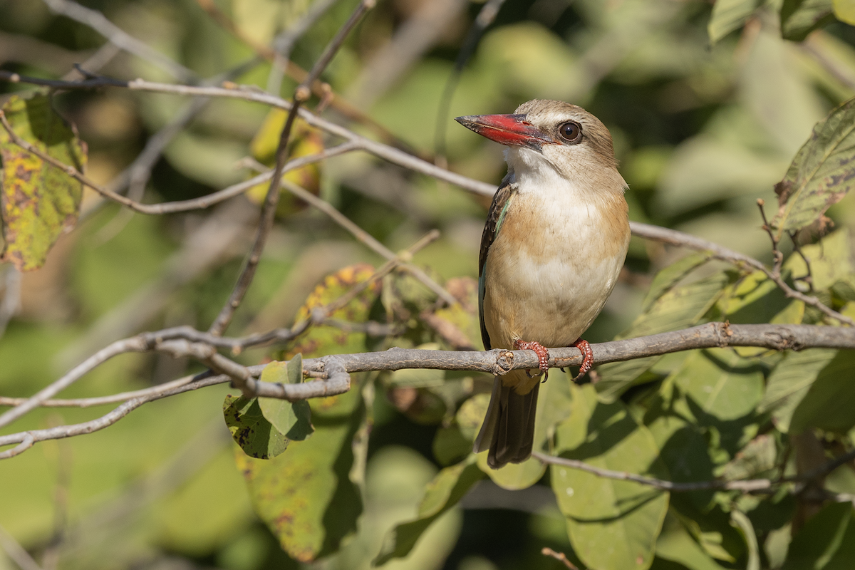 Braunkopfliest - ML647250740