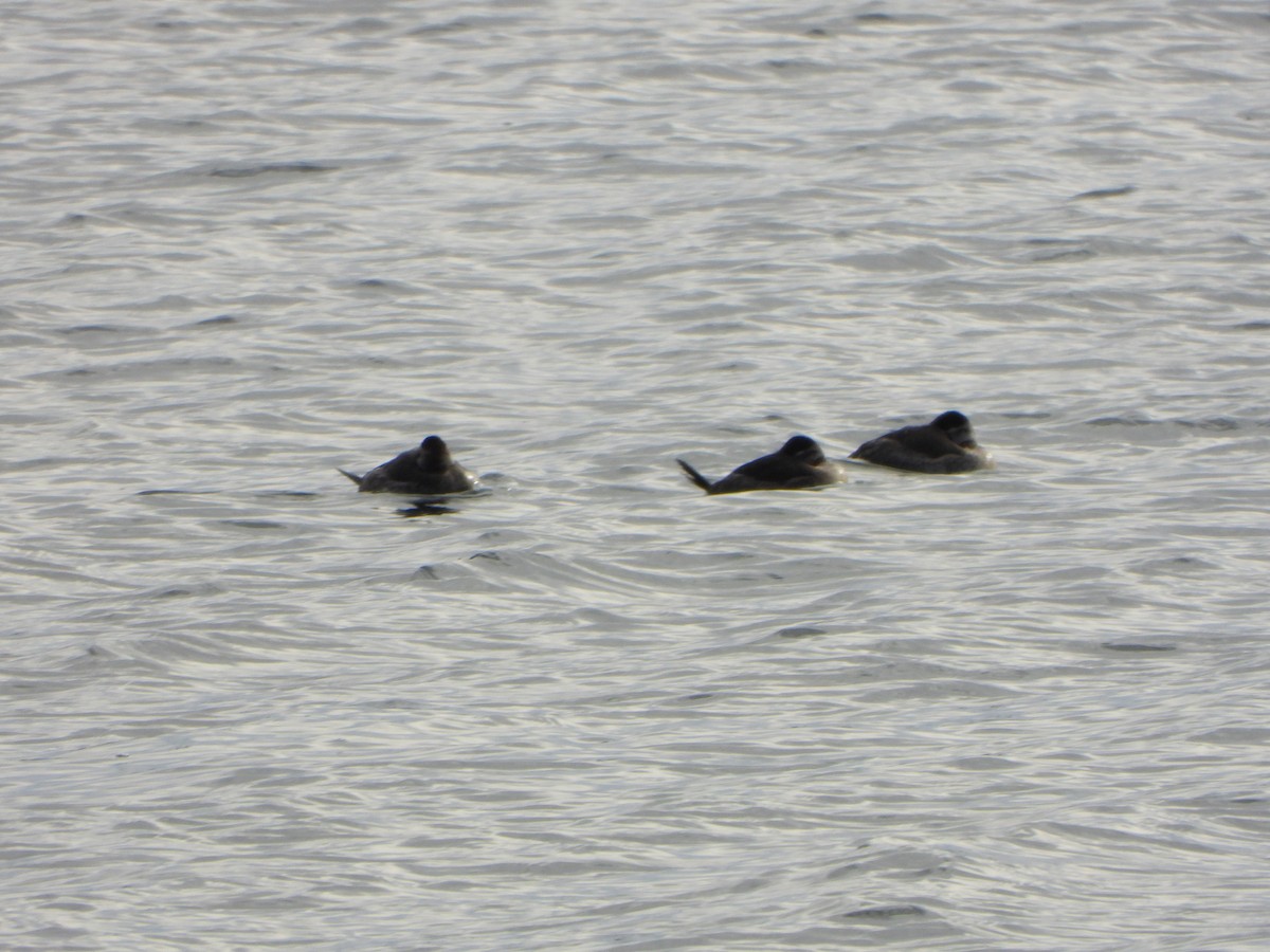 Schwarzkopf-Ruderente - ML647250741