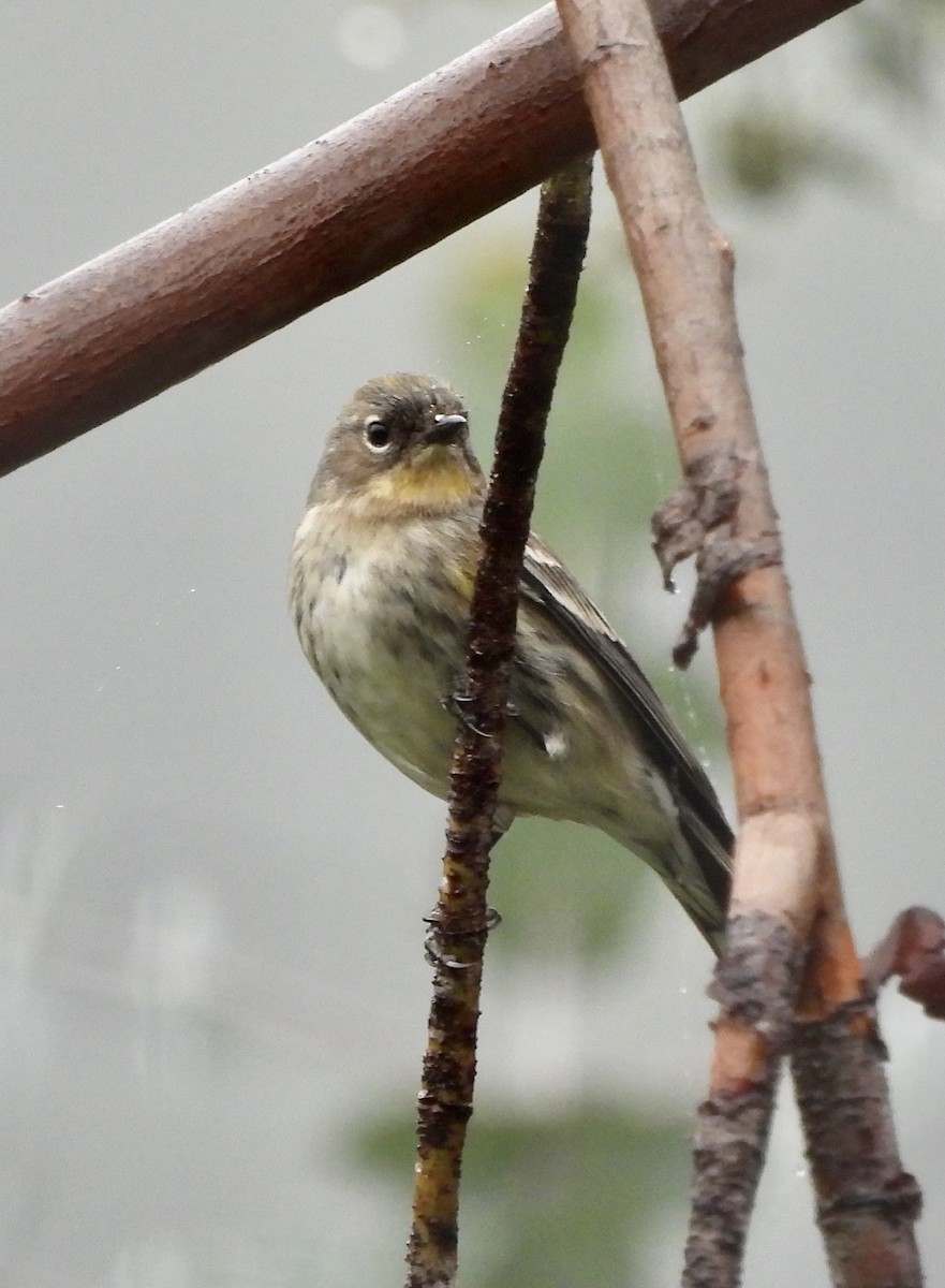 Kronenwaldsänger - ML647250743