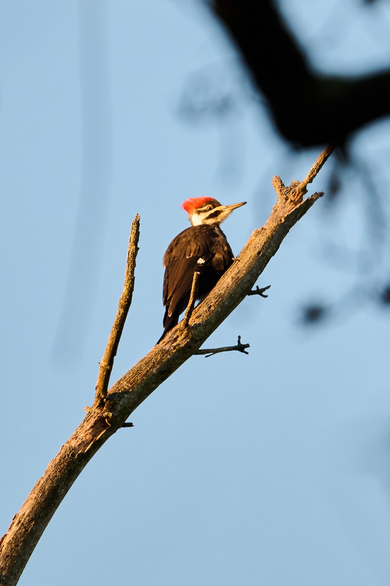 Helmspecht - ML647250746