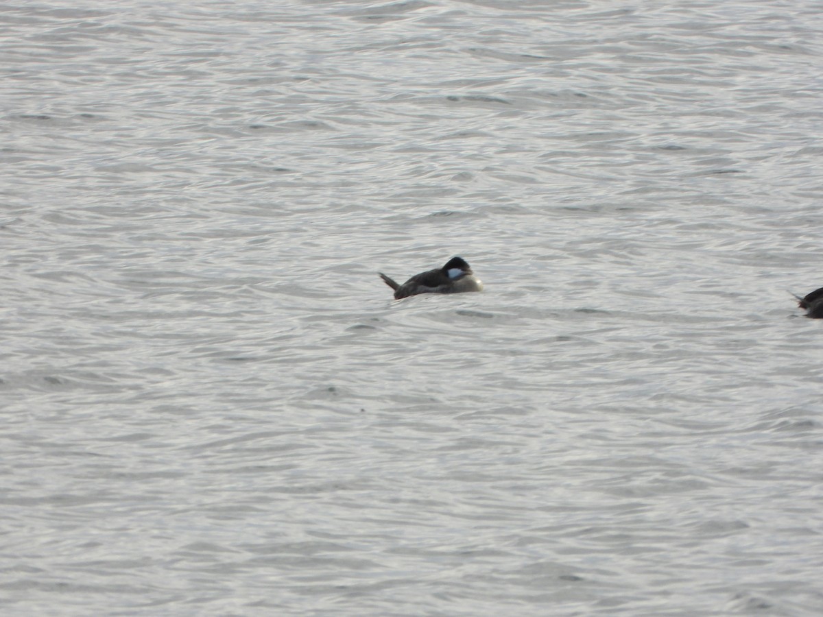 Schwarzkopf-Ruderente - ML647250747