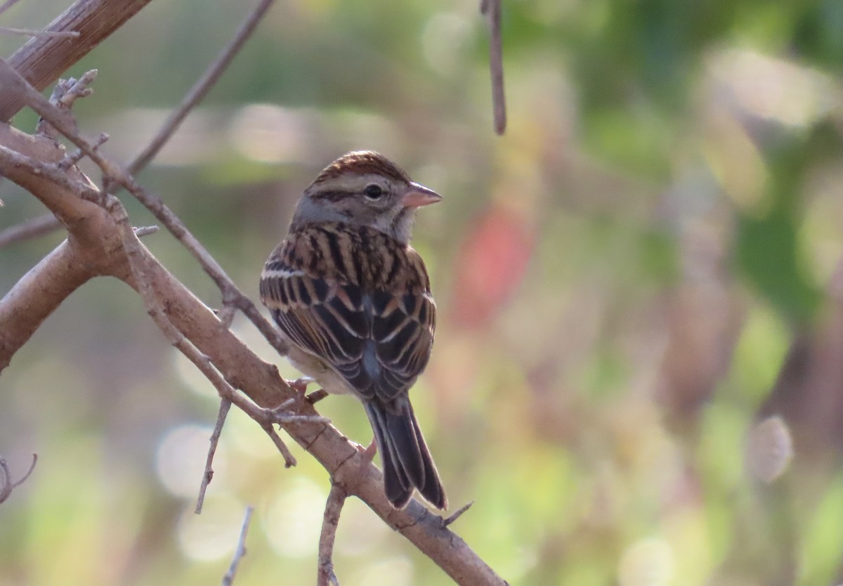 Schwirrammer - ML647250748