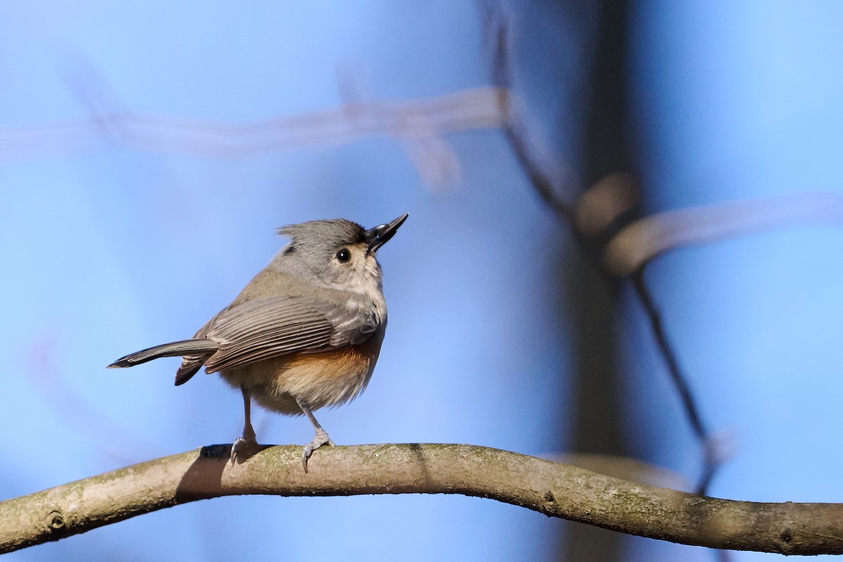 Tufted Titmouse - ML647250749